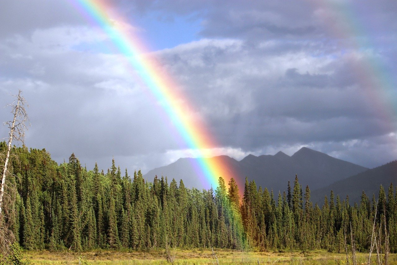 Zwei Regenbögen vor einem Wald, entstanden durch Refraktion des Lichts.